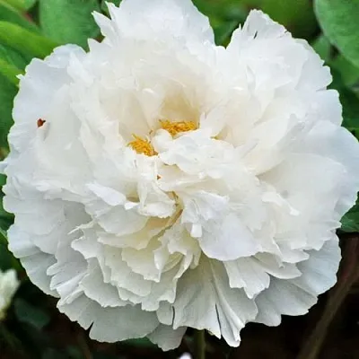 Пион БЕЛЫЙ СНЕГ древовидный  Пион БЕЛЫЙ СНЕГ древовидный в Твери