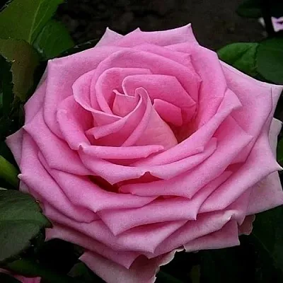 Саженцы роз АКВА чайно-гибридная в Твери