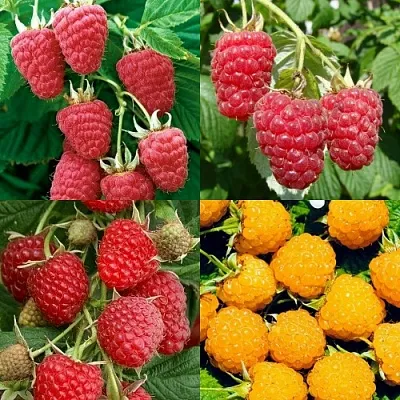 Комплект МАЛИНОВОЕ АССОРТИ в Твери