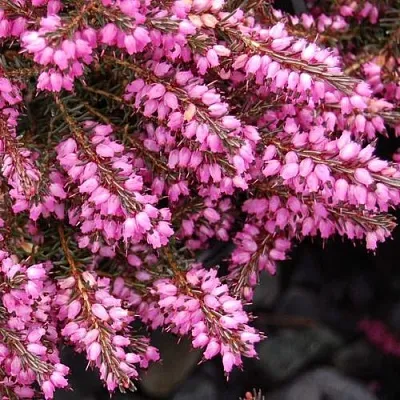 Эрика СТИНКЕ дарленская  Эрика СТИНКЕ дарленская в Твери