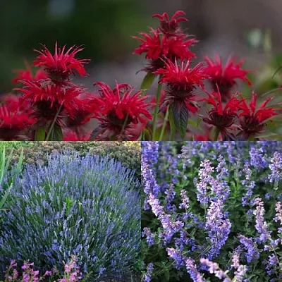 Комплект АРОМАТНЫЙ ЧАЙ в Твери