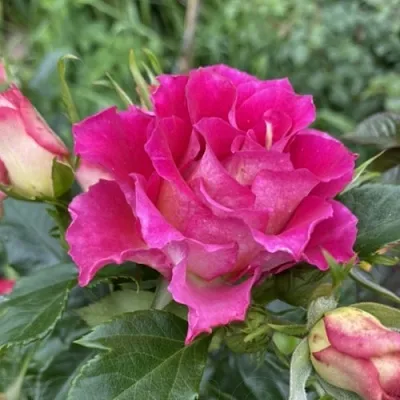 Саженцы роз БРЕРА флорибунда в Твери