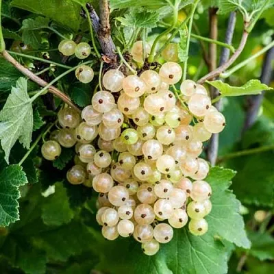 Смородина белая БЕЛАЯ ПОТАПЕНКО  Смородина белая БЕЛАЯ ПОТАПЕНКО в Твери