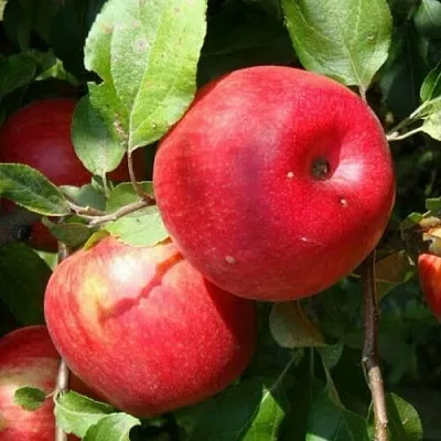 Яблоня ВАЛЕРИЯ  Яблоня ВАЛЕРИЯ в Твери