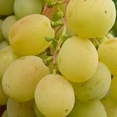 Виноград ТАЛИСМАН  Виноград ТАЛИСМАН в Твери