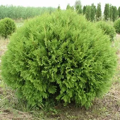 Туя ГЛОБОЗА западная  Туя ГЛОБОЗА западная в Твери