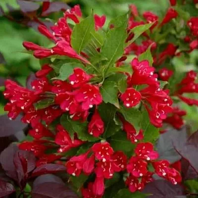 Вейгела РЕД ПРИНЦ  Вейгела РЕД ПРИНЦ в Твери