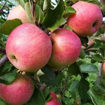 Яблоня ТЕРЕМОК  Яблоня ТЕРЕМОК в Твери