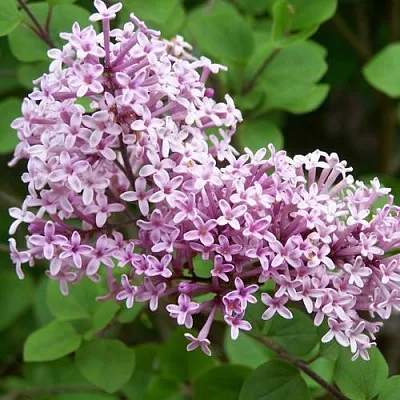 Сирень ПАЛИБИН   Сирень ПАЛИБИН  в Твери