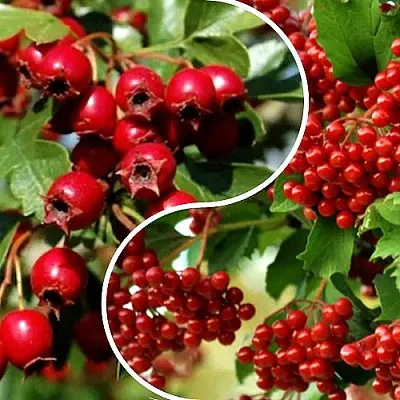 Комплект БУДЬ ЗДОРОВ в Твери