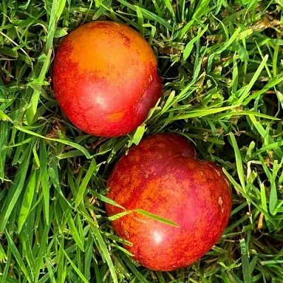 Шарафуга НЕКТАРИННАЯ в Твери