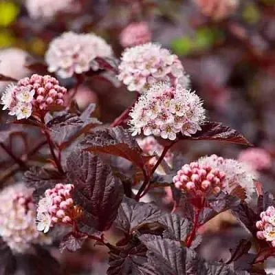 Пузыреплодник АНДРЕ   Пузыреплодник АНДРЕ  в Твери