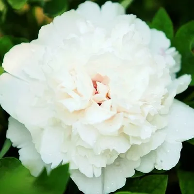 Пион СНЕЖНАЯ КРЕПОСТЬ древовидный  Пион СНЕЖНАЯ КРЕПОСТЬ древовидный в Твери