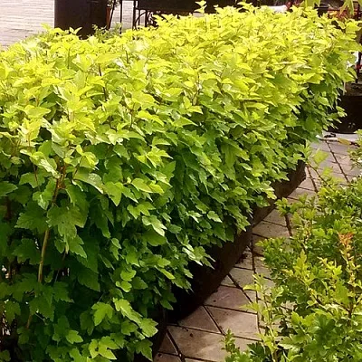 Комплект АНГЕЛ ГОЛД в Твери