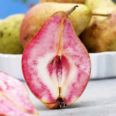 Груша БЛЮТБЕРН в Твери