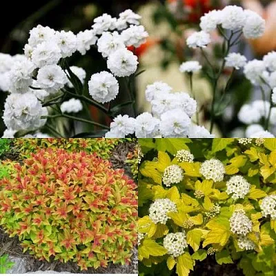 Комплект СОЛНЕЧНЫЙ МИКС в Твери