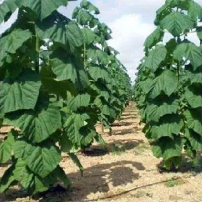 Павлония ПАО ТОГН Z07 — описание сорта Павлония ПАО ТОГН Z07 в Твери