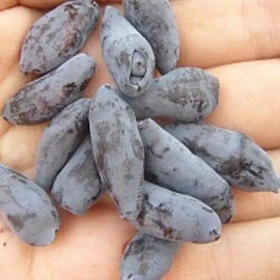 Жимолость съедобная ЧУЛЫМСКАЯ  Жимолость съедобная ЧУЛЫМСКАЯ в Твери