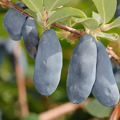 Жимолость съедобная СИНИЙ УТЕС  Жимолость съедобная СИНИЙ УТЕС в Твери