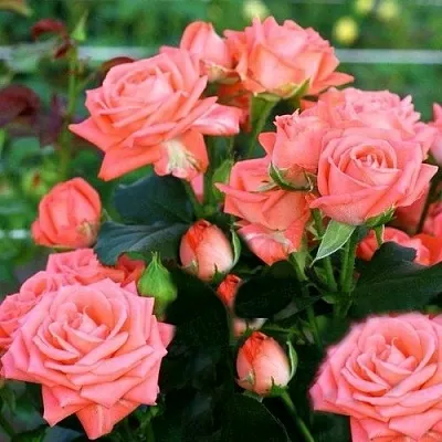 Саженцы роз БАРБАДОС спрей в Твери