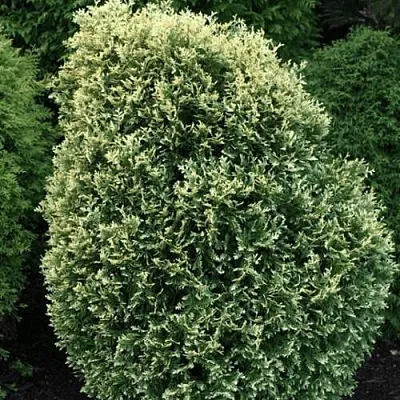 Туя ЛИТОМИШИЛ западная  Туя ЛИТОМИШИЛ западная в Твери