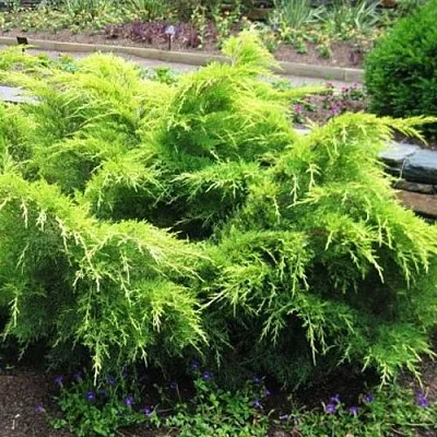 Можжевельник ГОЛД КОСТ средний  Можжевельник ГОЛД КОСТ средний в Твери