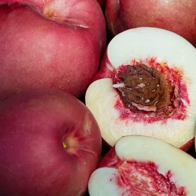 НЕКТАПЛЮМ  НЕКТАПЛЮМ в Твери