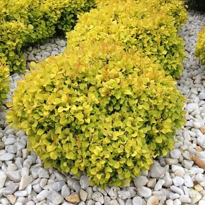 Барбарис БОНАНЗА ГОЛД тунберга  Барбарис БОНАНЗА ГОЛД тунберга в Твери