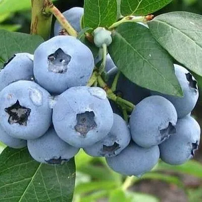 Голубика БЛЮЭТТА в Твери