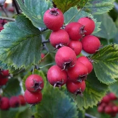 Боярышник АРНОЛЬДА  Боярышник АРНОЛЬДА в Твери