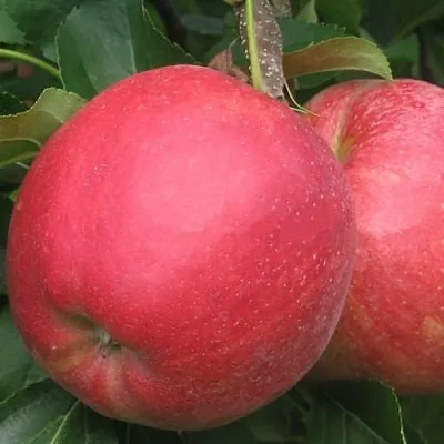 Яблоня РУБИН  Яблоня РУБИН в Твери