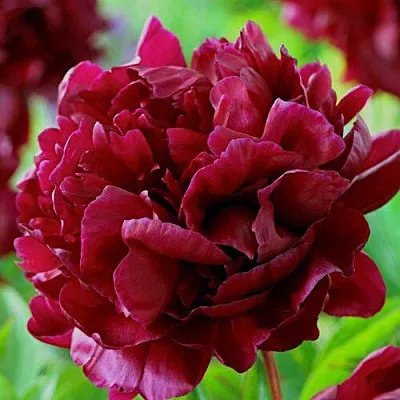 Пион АРМАНИ травянистый в Твери