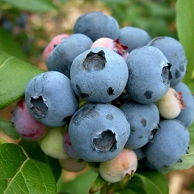 Голубика КОЛЛИНЗ в Твери