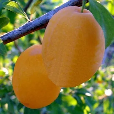 Слива НАТАША в Твери