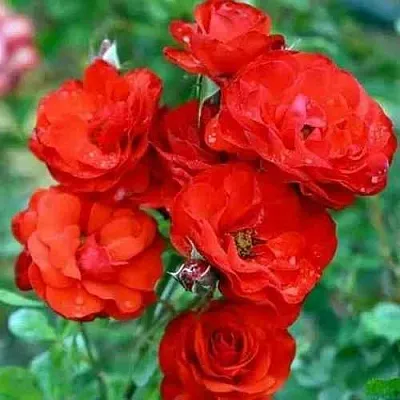 Саженцы роз ФАЙЕР КИНГ спрей в Твери