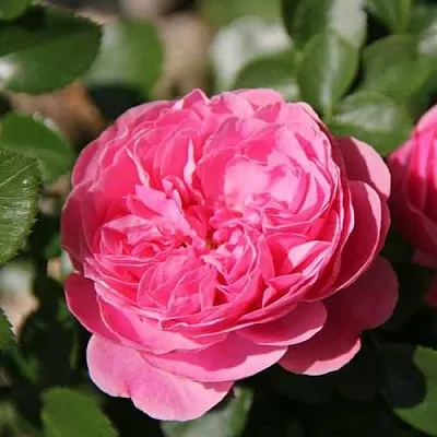 Саженцы роз ЛЕОНАРДО ДА ВИНЧИ флорибунда в Твери