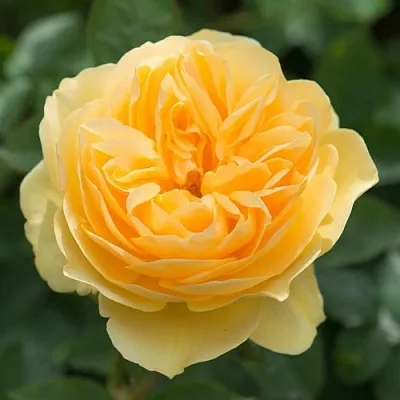 Саженцы роз ГРЕХАМ ТОМАС английская в Твери