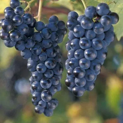 Виноград МАРКЕТТ в Твери