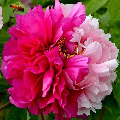 Пион ДВЕ СЕСТРЫ древовидный  Пион ДВЕ СЕСТРЫ древовидный в Твери