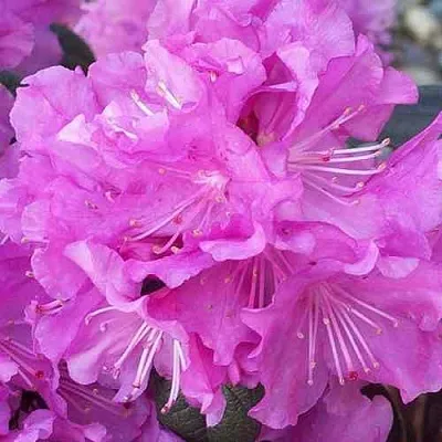 Рододендрон П.Ж.М. ЭЛИТ  Рододендрон П.Ж.М. ЭЛИТ в Твери