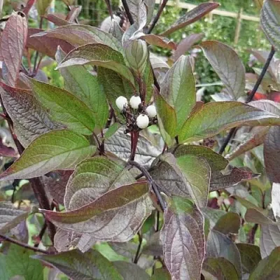 Дерен КЕССЕЛЬРИНГИ  Дерен КЕССЕЛЬРИНГИ в Твери