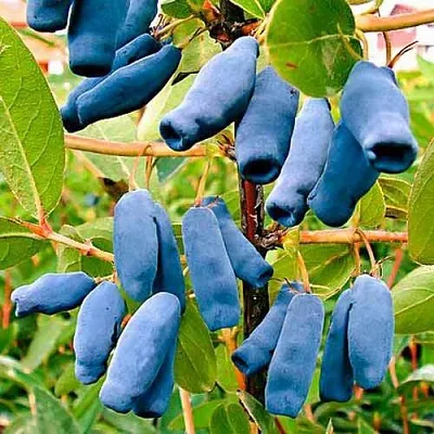 Жимолость съедобная НИМФА (ГАММА)  Жимолость съедобная НИМФА (ГАММА) в Твери