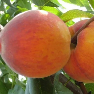 Персик СОЧНЫЙ — описание сорта Персик СОЧНЫЙ в Твери