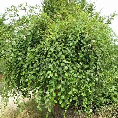 Береза САММЕР КАСКАД черная  Береза САММЕР КАСКАД черная в Твери