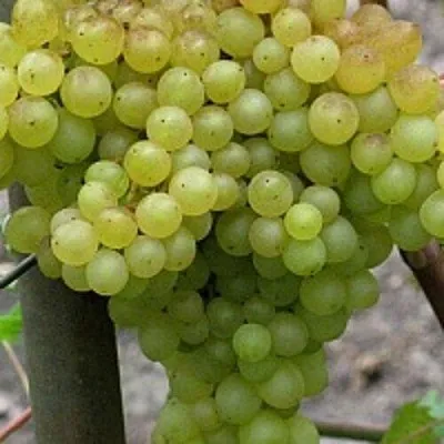 Виноград КИШМИШ 342  Виноград КИШМИШ 342 в Твери