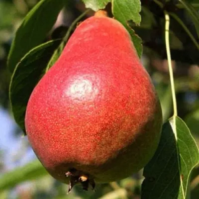 Груша НАРЯДНАЯ ЕФИМОВА в Твери