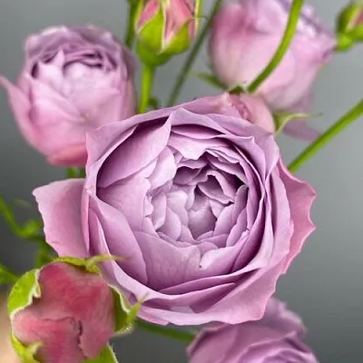 Саженцы роз ЛАВЕНДЕР БАБЛС спрей в Твери