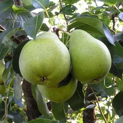 Груша МАСЛЯНИСТАЯ ЛЕТНЯЯ в Твери