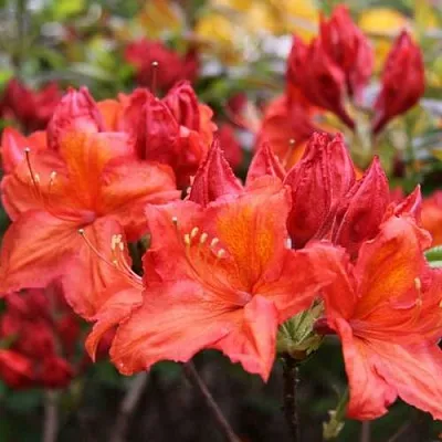 Азалия ЛИЛИНШТЕЙН японская в Твери