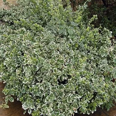 Бересклет ЭМЕРАЛЬД ГАИТИ форчуна  Бересклет ЭМЕРАЛЬД ГАИТИ форчуна в Твери